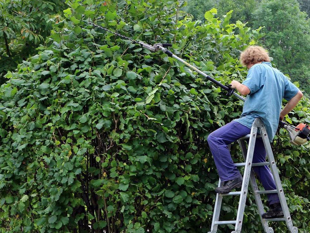 Shrub-Trimming-Renton-WA